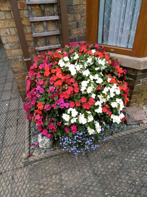 December flowers