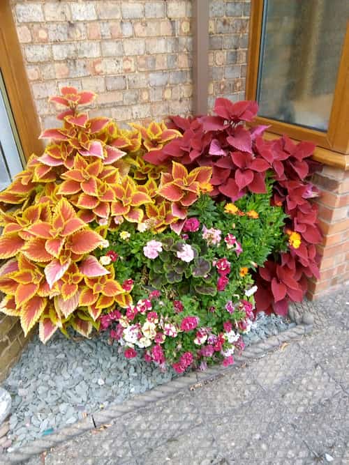 winter planting