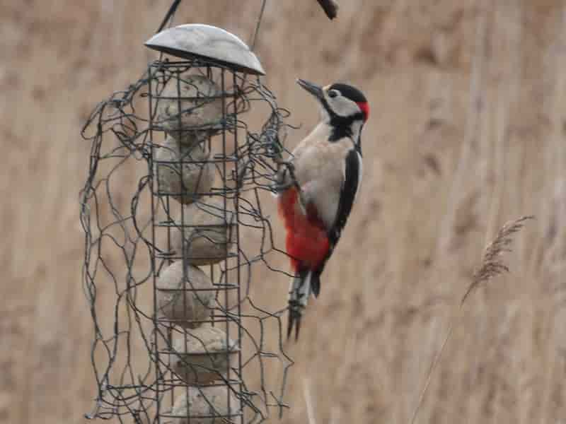 greater spotted woodpecker