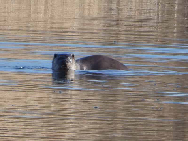 Otter swimming
