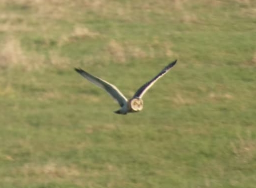 short-eared owl