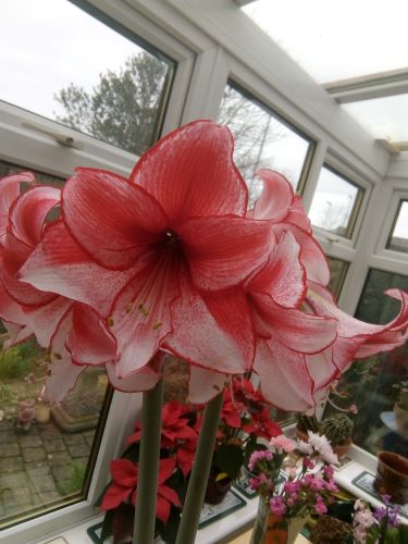 lillies